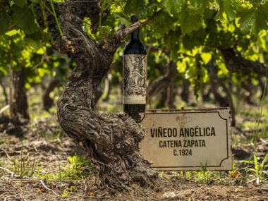 old vines Angélica