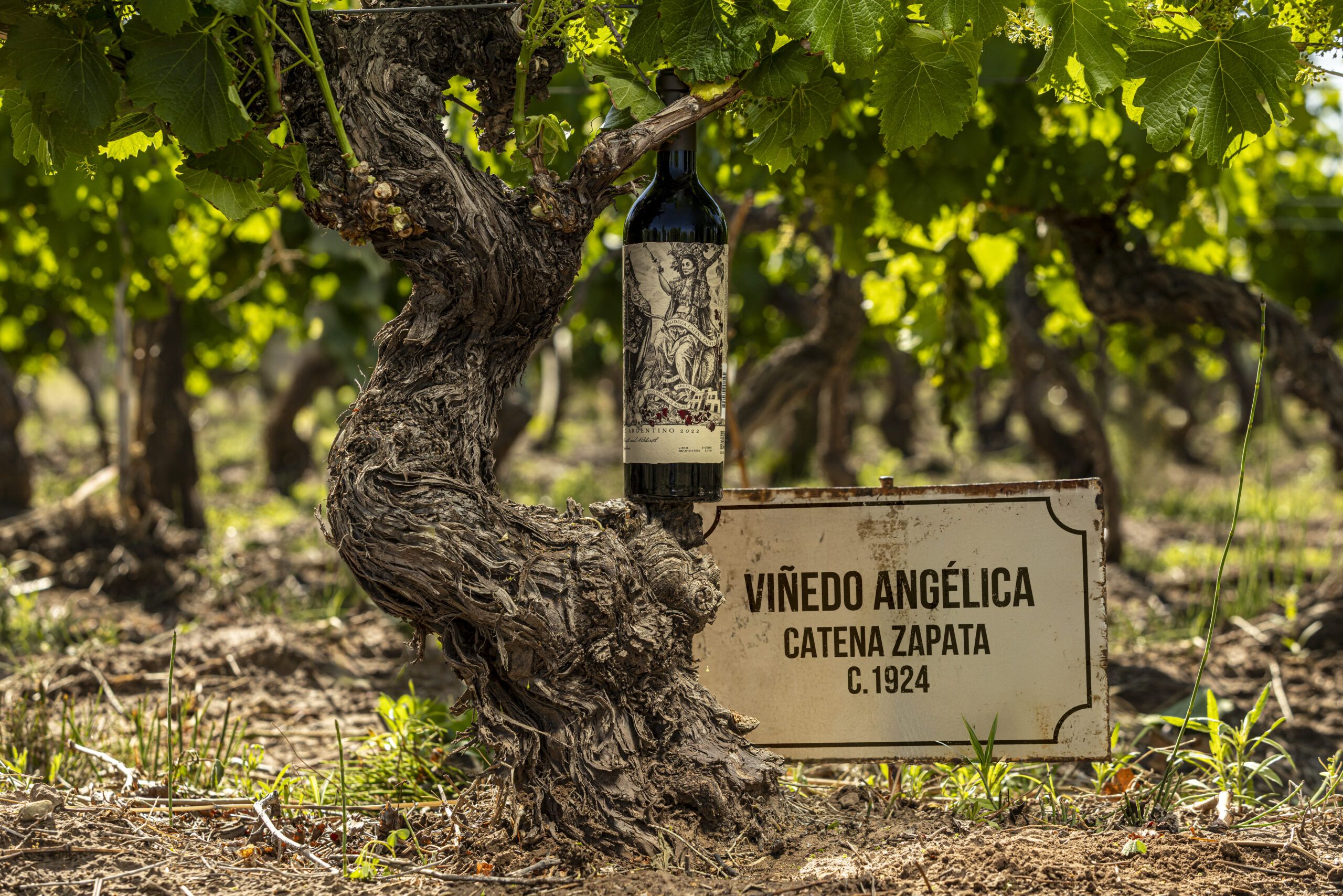 old vines Angélica