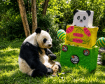 panda