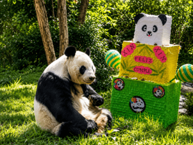 panda